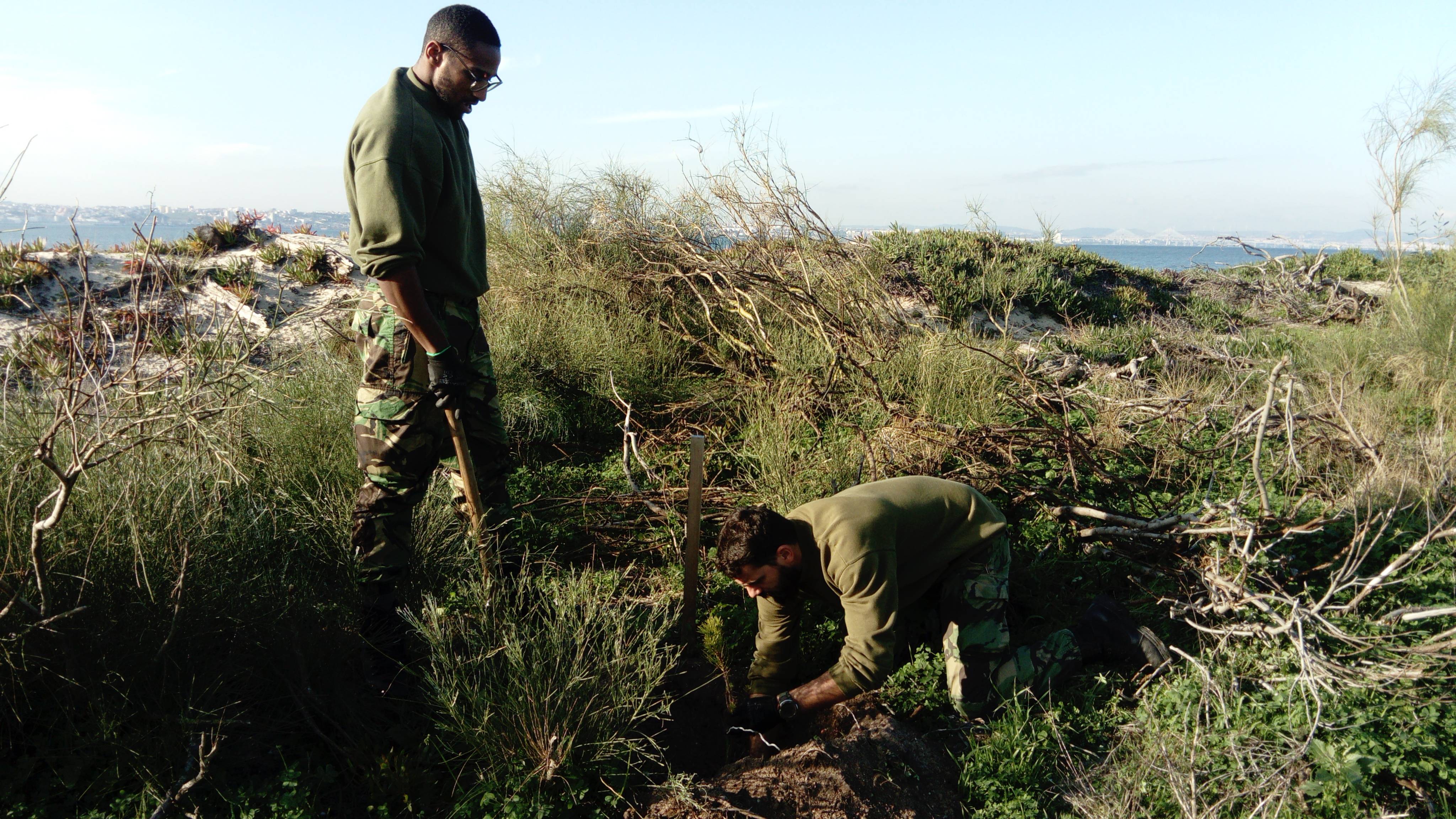 Voluntrios da Base Area N. 6 plantam 250 pinheiros mansos