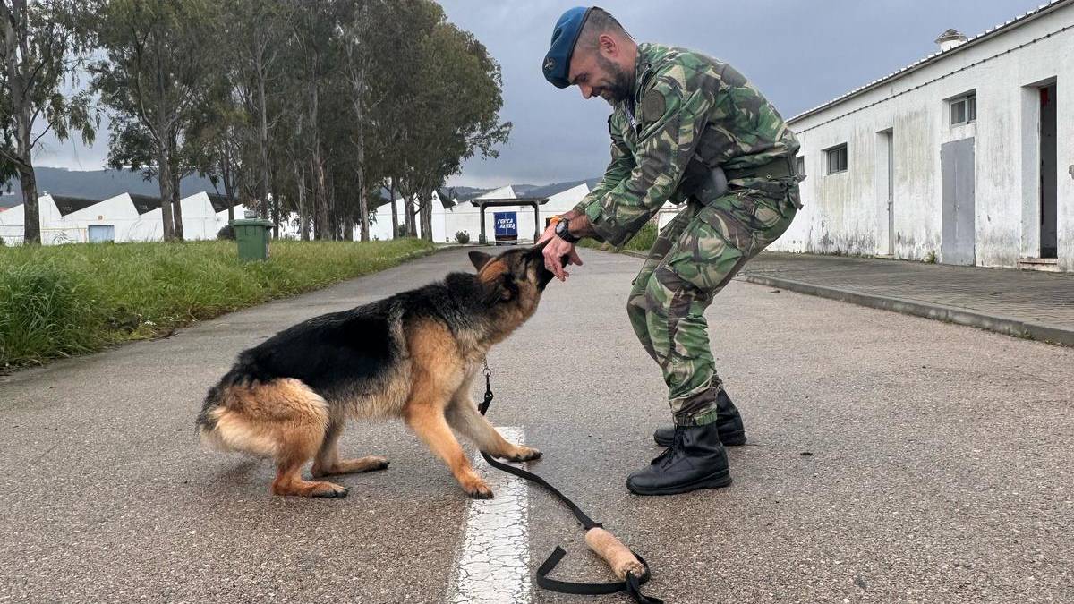 Fora Area recebe cadela para deteo de estupefacientes